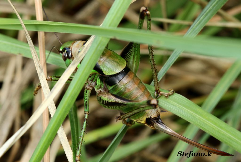 Id Cavalletta